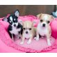 Chihuahua kurzhaariger Schlag Welpen - Rüde