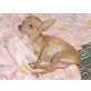 Chihuahua kurzhaariger Schlag Welpen - Rüde