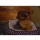 Chihuahua kurzhaariger Schlag Welpen - Rüde