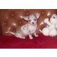 Chihuahua kurzhaariger Schlag Welpen - Rüde
