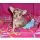 Chihuahua kurzhaariger Schlag Welpen - Rüde