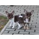 Chihuahua kurzhaariger Schlag Welpen - Rüde