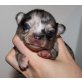 Chihuahua kurzhaariger Schlag Welpen - Rüde
