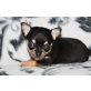 Chihuahua kurzhaariger Schlag Welpen - Rüde