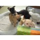 Chihuahua kurzhaariger Schlag Welpen - Rüde