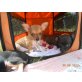 Chihuahua kurzhaariger Schlag Welpen - Rüde