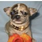 Chihuahua kurzhaariger Schlag Welpen - Rüde