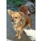 Chihuahua langhaariger Schlag - Hündin