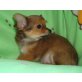 Chihuahua langhaariger Schlag - Hündin
