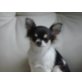 Chihuahua langhaariger Schlag - Hündin