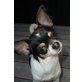 Chihuahua langhaariger Schlag - Hündin