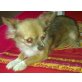 Chihuahua langhaariger Schlag - Hündin