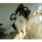 ., Chihuahua langhaariger Schlag - Hündin