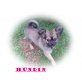 ., Chihuahua langhaariger Schlag - Hündin
