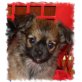 ., Chihuahua langhaariger Schlag - Hündin
