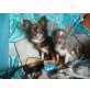 Chihuahua langhaariger Schlag - Hündin