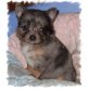 Chihuahua langhaariger Schlag - Hündin