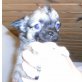 Chihuahua langhaariger Schlag - Hündin