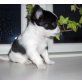 Chihuahua langhaariger Schlag - Hündin