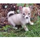 Chihuahua langhaariger Schlag - Hündin
