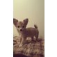 Chihuahua langhaariger Schlag - Hündin