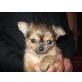 Chihuahua langhaariger Schlag - Hündin