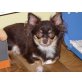 Chihuahua langhaariger Schlag - Hündin