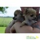 Chihuahua langhaariger Schlag - Hündin