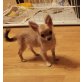 Chihuahua langhaariger Schlag - Hündin