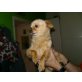 Chihuahua langhaariger Schlag - Hündin