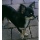 Chihuahua langhaariger Schlag - Hündin