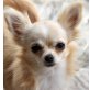 Chihuahua langhaariger Schlag - Hündin