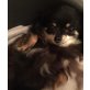 Chihuahua langhaariger Schlag - Hündin