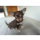 Chihuahua langhaariger Schlag - Hündin