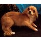Chihuahua langhaariger Schlag - Hündin