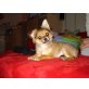Chihuahua langhaariger Schlag - Rüde