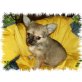 Chihuahua langhaariger Schlag - Rüde