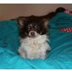 ., Chihuahua langhaariger Schlag - Rüde