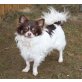 Chihuahua langhaariger Schlag - Rüde