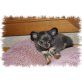 Chihuahua langhaariger Schlag - Rüde
