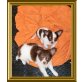 Chihuahua langhaariger Schlag - Rüde