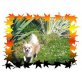 Chihuahua langhaariger Schlag - Rüde