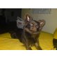 Chihuahua langhaariger Schlag - Rüde