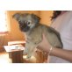 Chihuahua langhaariger Schlag - Rüde