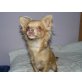 Chihuahua langhaariger Schlag - Rüde
