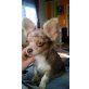 Chihuahua langhaariger Schlag - Rüde