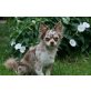 Chihuahua langhaariger Schlag - Rüde