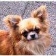 Chihuahua langhaariger Schlag - Rüde