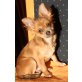 Chihuahua langhaariger Schlag - Rüde
