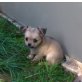 Chihuahua langhaariger Schlag - Rüde